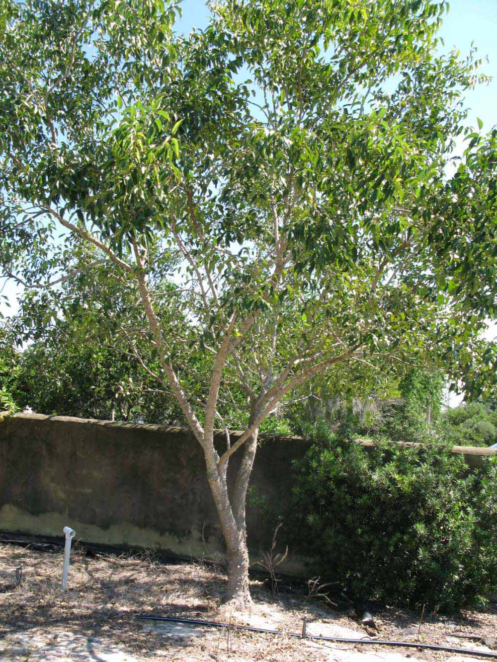            Habit (Winter Haven, FL)   